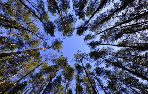 Lavori Agricoli e Forestali